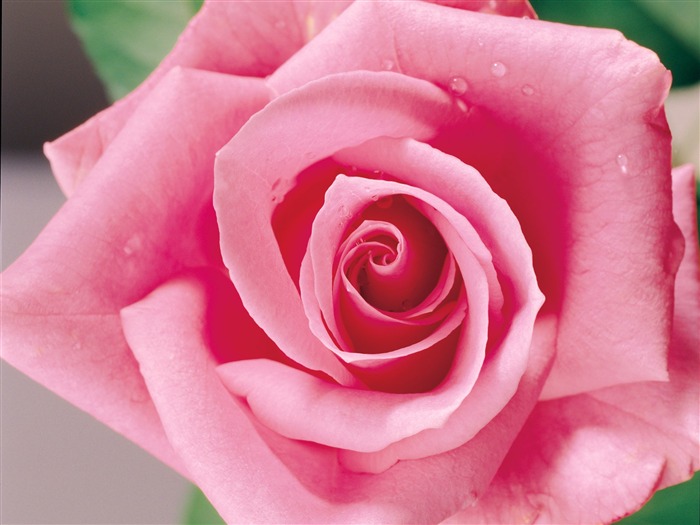 Rose Photo Wallpaper (1) #19