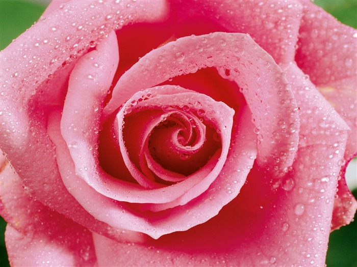 Rose Photo Wallpaper (1) #20