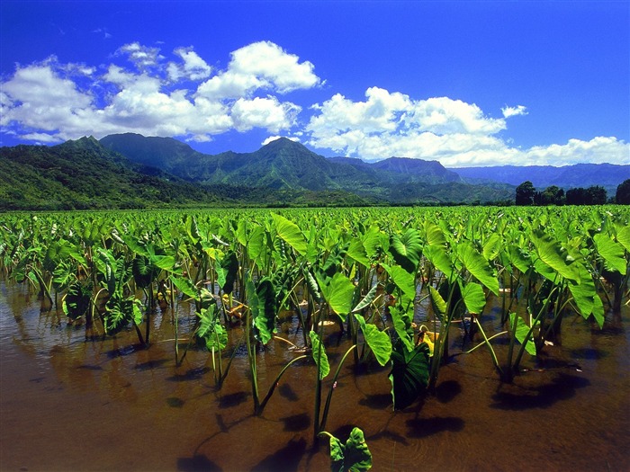 Wunderschöne Landschaft von Hawaii Wallpaper #27