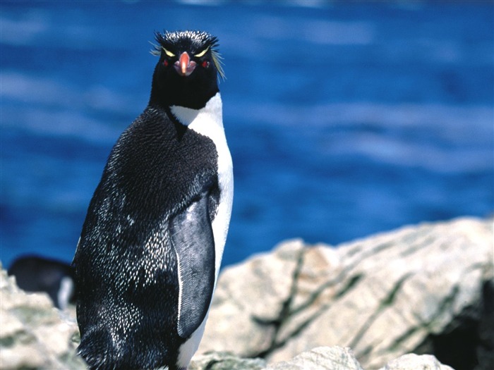 Penguin Fondos de Fotografía #11