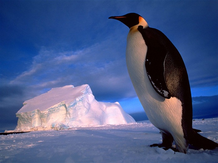 Пингвин Фото обои #12