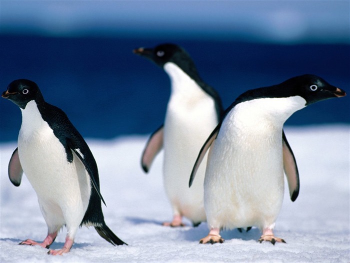 Penguin Fondos de Fotografía #13