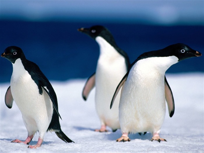 Penguin Foto Wallpaper #13