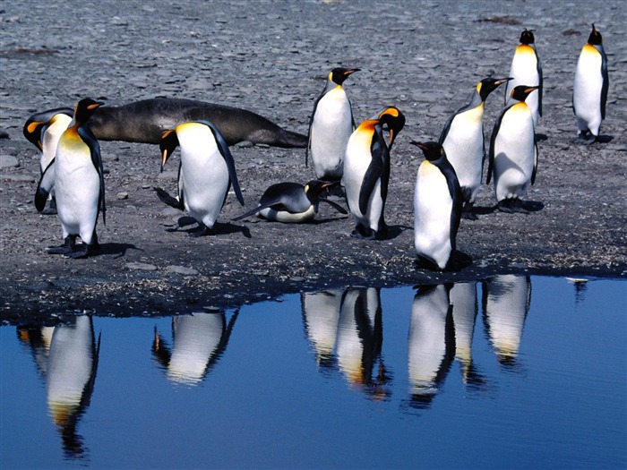 Penguin Fondos de Fotografía #15