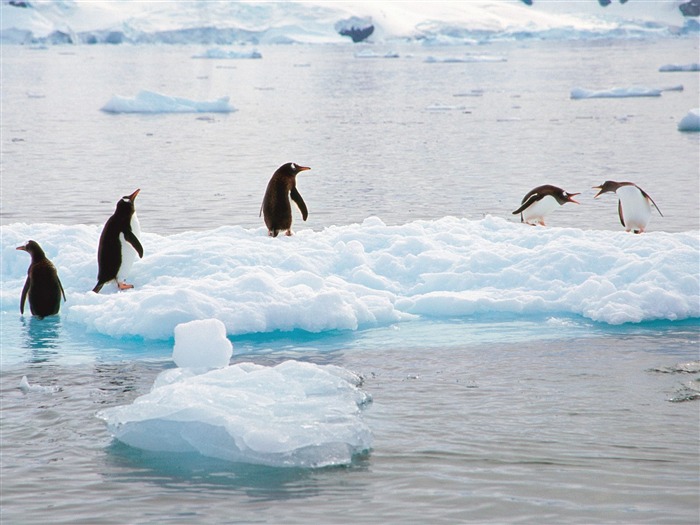 Penguin Fondos de Fotografía #25