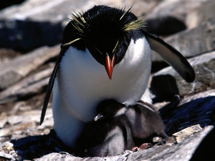 Penguin Fondos de Fotografía #27