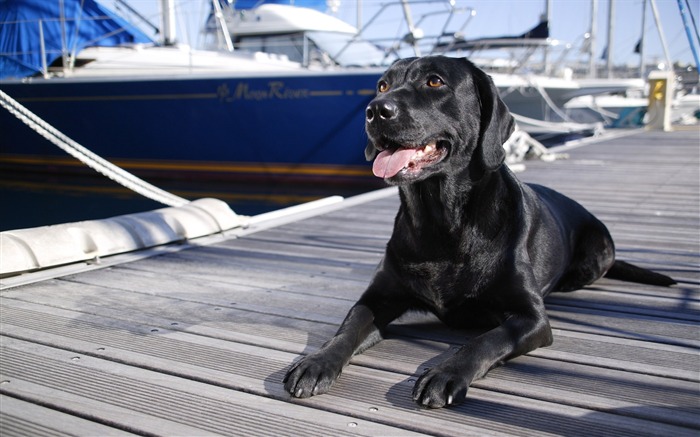 Cachorro de fotos HD fondos de pantalla (4) #6