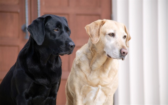 Puppy Photo fonds d'écran HD (4) #7