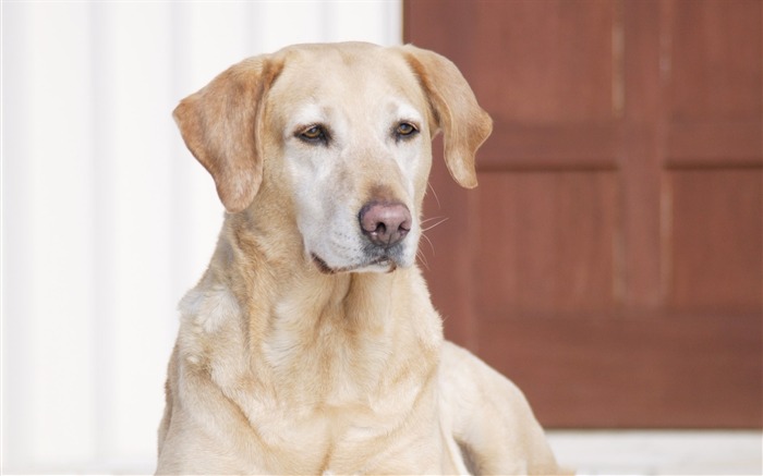 Cachorro de fotos HD fondos de pantalla (4) #8