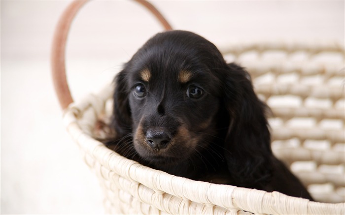 Puppy Photo fonds d'écran HD (4) #9