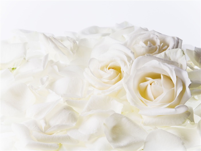 Wedding Flowers Wallpapers (4) #14