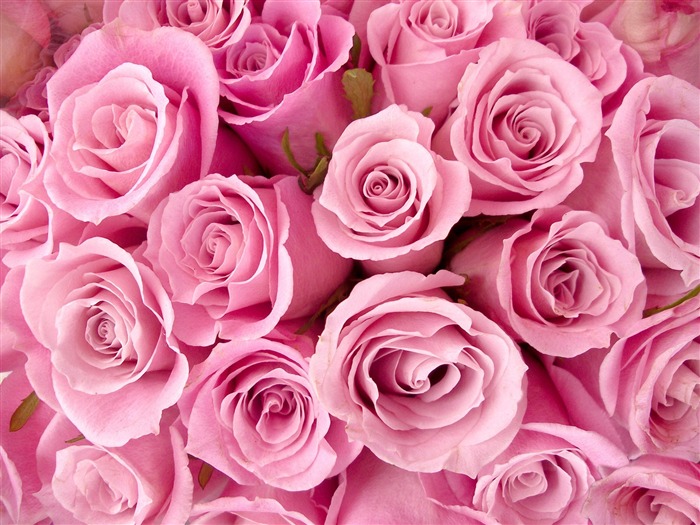 Rose Photo Wallpaper (2) #3