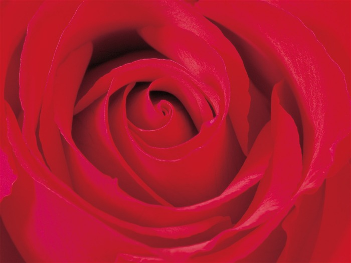 Rose Photo Wallpaper (2) #19