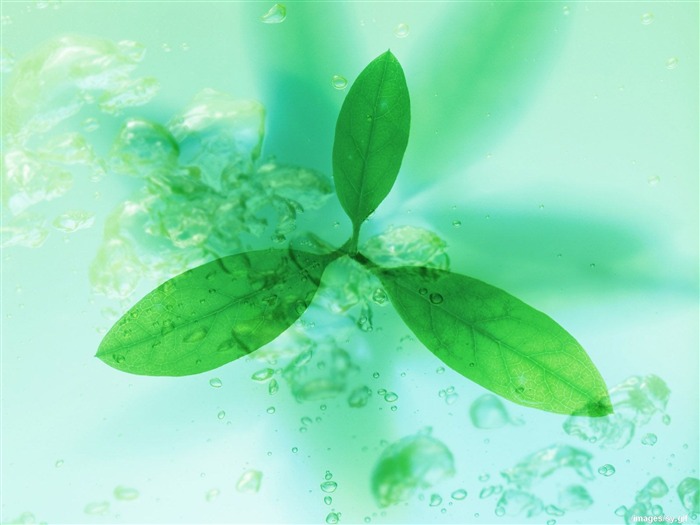 Watermark fresh green leaf wallpaper #2