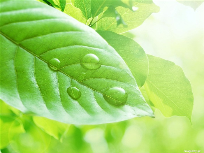 Watermark fresh green leaf wallpaper #7