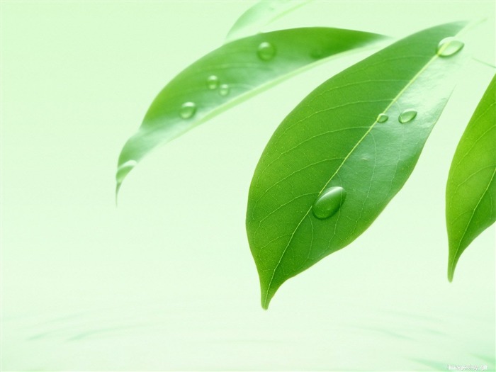 清爽水紋綠葉壁紙 #8