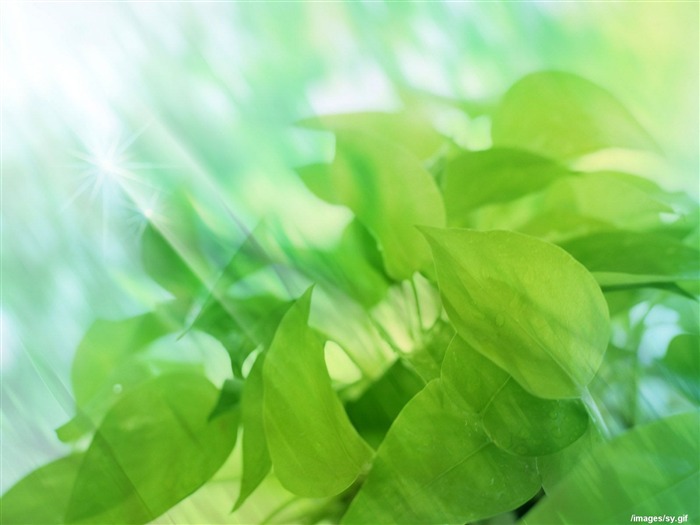 Watermark fresh green leaf wallpaper #10