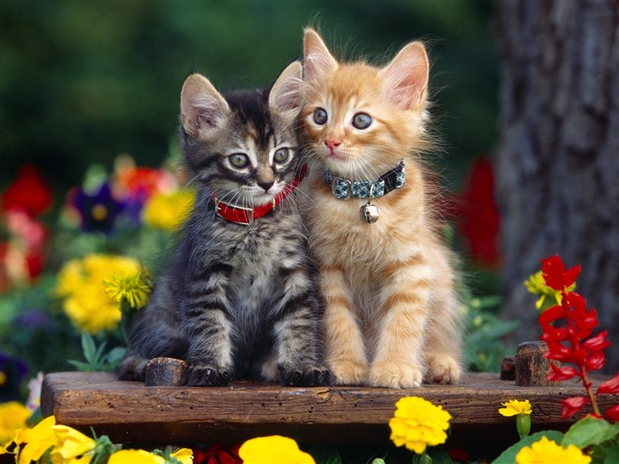 1600 Cat Photo Wallpaper (1) #9