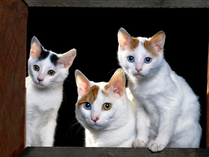 1600猫咪写真 壁纸(一)
