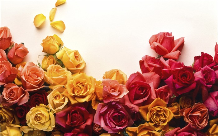 Large Rose Photo Wallpaper (1) #5