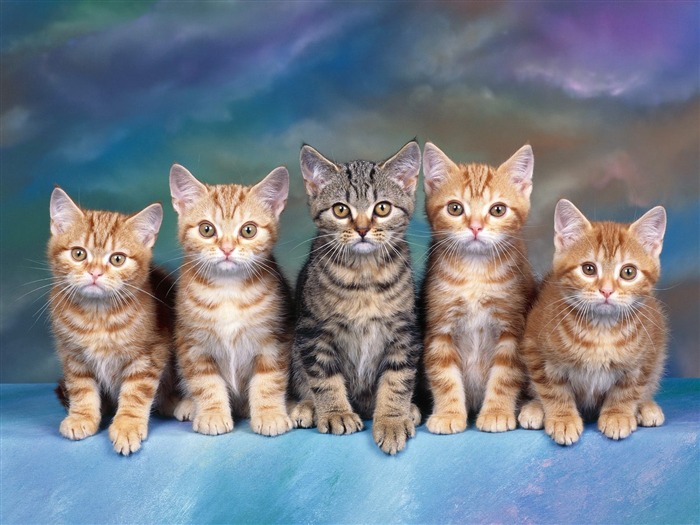 1600 Cat Photo Wallpaper (2) #20