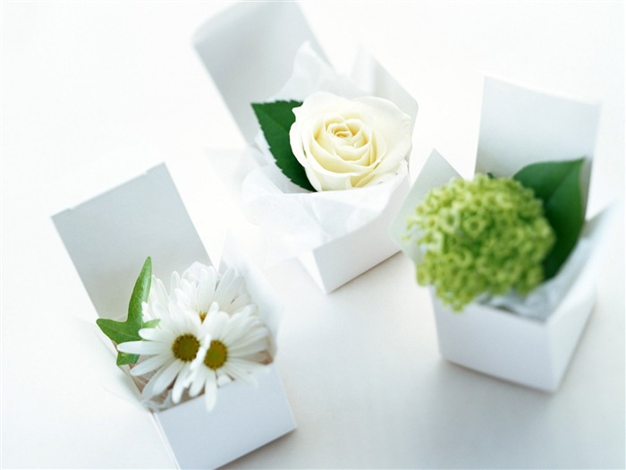 Flowers and gifts wallpaper (1) #16