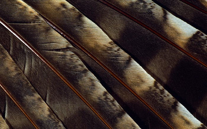 Colorful feather wings close-up wallpaper (1) #4