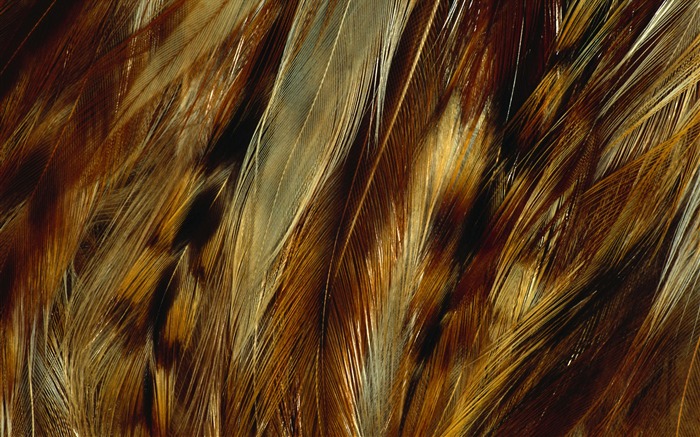 Colorful feather wings close-up wallpaper (1) #5