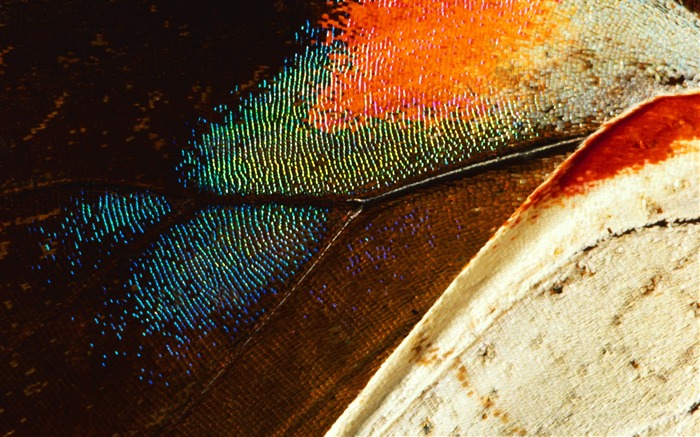 Colorful feather wings close-up wallpaper (1) #7
