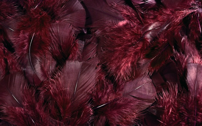 Colorful feather wings close-up wallpaper (1) #10