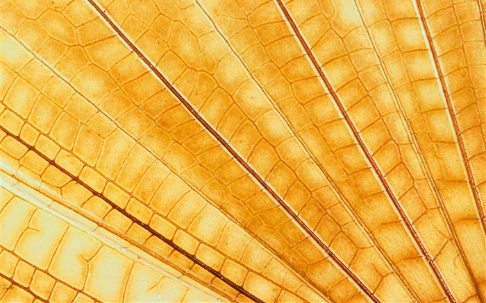 Colorful feather wings close-up wallpaper (1) #15