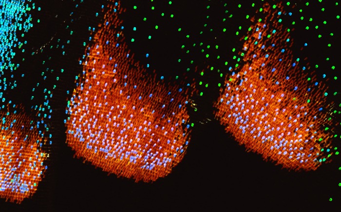 炫彩羽毛翅膀特寫 壁紙(一) #16