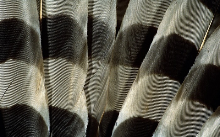 barevné peří křídla close-up tapety (1) #17