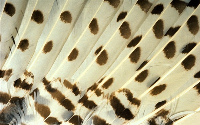 Colorful feather wings close-up wallpaper (1) #18