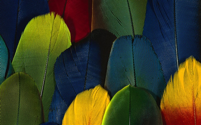 Colorful feather wings close-up wallpaper (1) #20