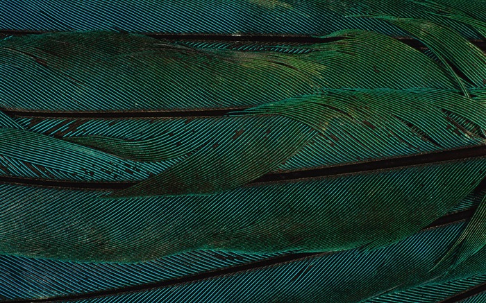 fondos de escritorio de alas coloridas plumas de cerca (2) #10