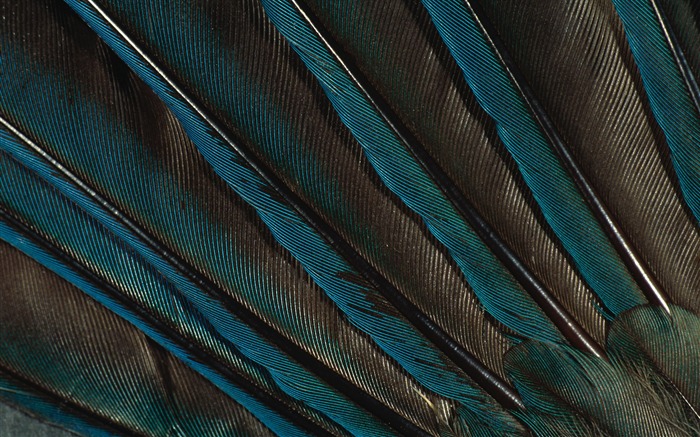 Colorful feather wings close-up wallpaper (2) #14