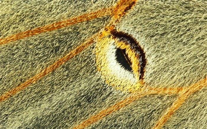 barevné peří křídla close-up tapetu (2) #18