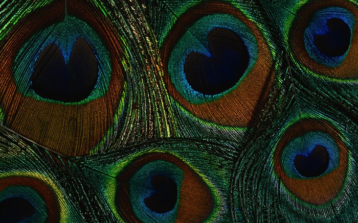 년 화려한 깃털 날개 클로즈업 벽지 (2) #20