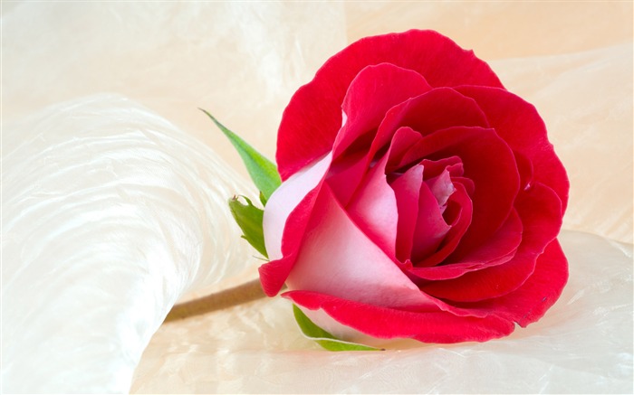 Large Rose Photo Wallpaper (3) #1