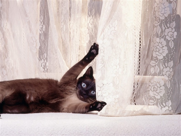 1600 Cat Foto tapety (4) #4