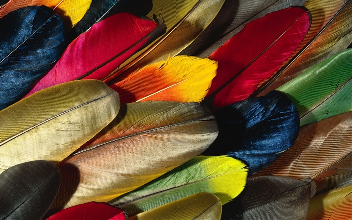 Colorful feather wings close-up wallpaper (2) #1