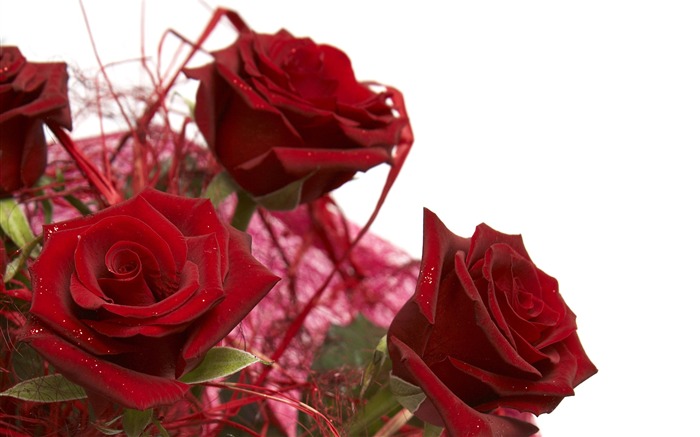 Large Rose Photo Wallpaper (4) #12