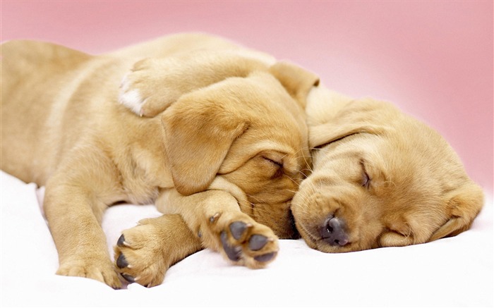 Puppy Photo HD Wallpaper (7) #1