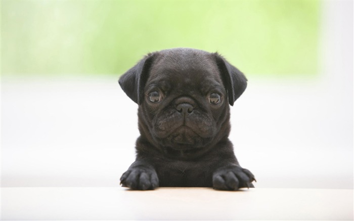 Puppy Photo HD Wallpaper (7) #3