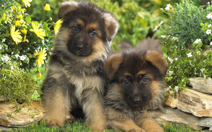 Puppy Photo HD wallpapers (7) #14