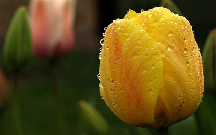 Velký tulipán tapety (1) #16
