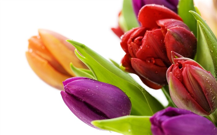Velký tulipán tapety (1) #17