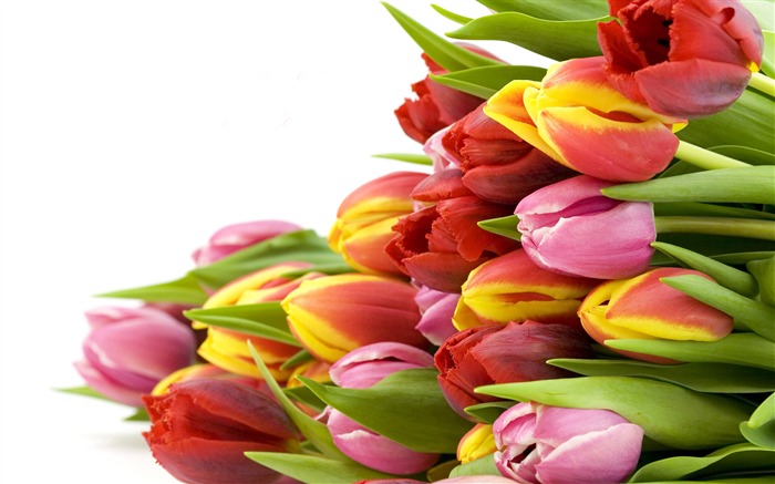 Velký tulipán tapety (1) #18