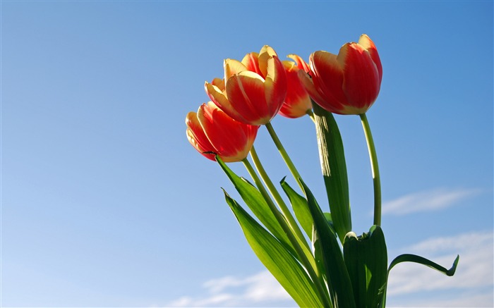 Velký tulipán tapety (1) #19